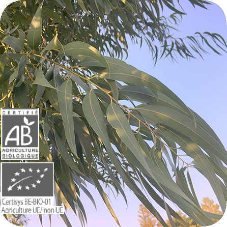 ユーカリ ポリブラクティア クリプトン プラナロム エッセンシャルオイル 精油 健草医学舎